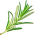Tunisian rosemary